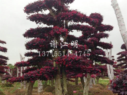 造型紅花繼木