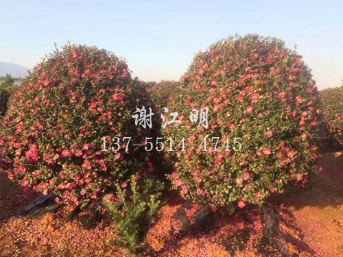 茶梅球