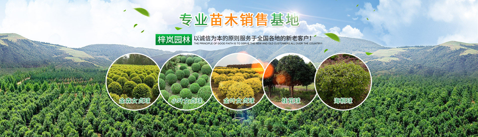 湖南梓嵐園林景觀(guān)有限責(zé)任公司_湖南苗木銷(xiāo)售|造型苗木|喬灌木類(lèi)|精品小苗