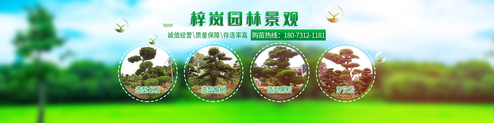 湖南梓嵐園林景觀有限責任公司_湖南苗木銷售|造型苗木|喬灌木類|精品小苗